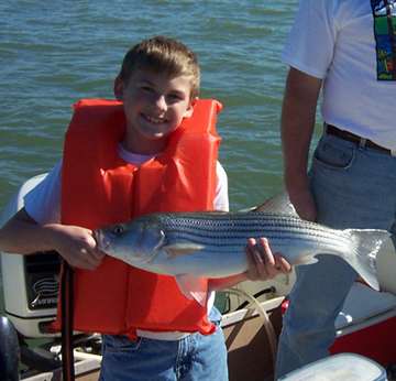 Striped Bass